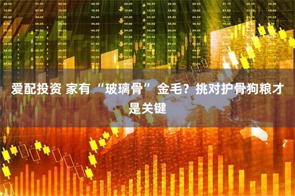 爱配投资 家有 “玻璃骨” 金毛？挑对护骨狗粮才是关键
